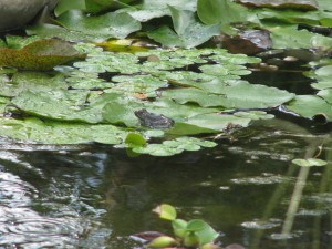 A Perfect Pond