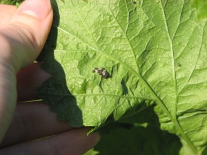 Insect Egg Cluster on Parsnips