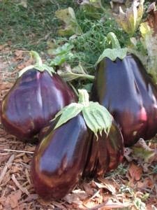 Black Beauty eggplant