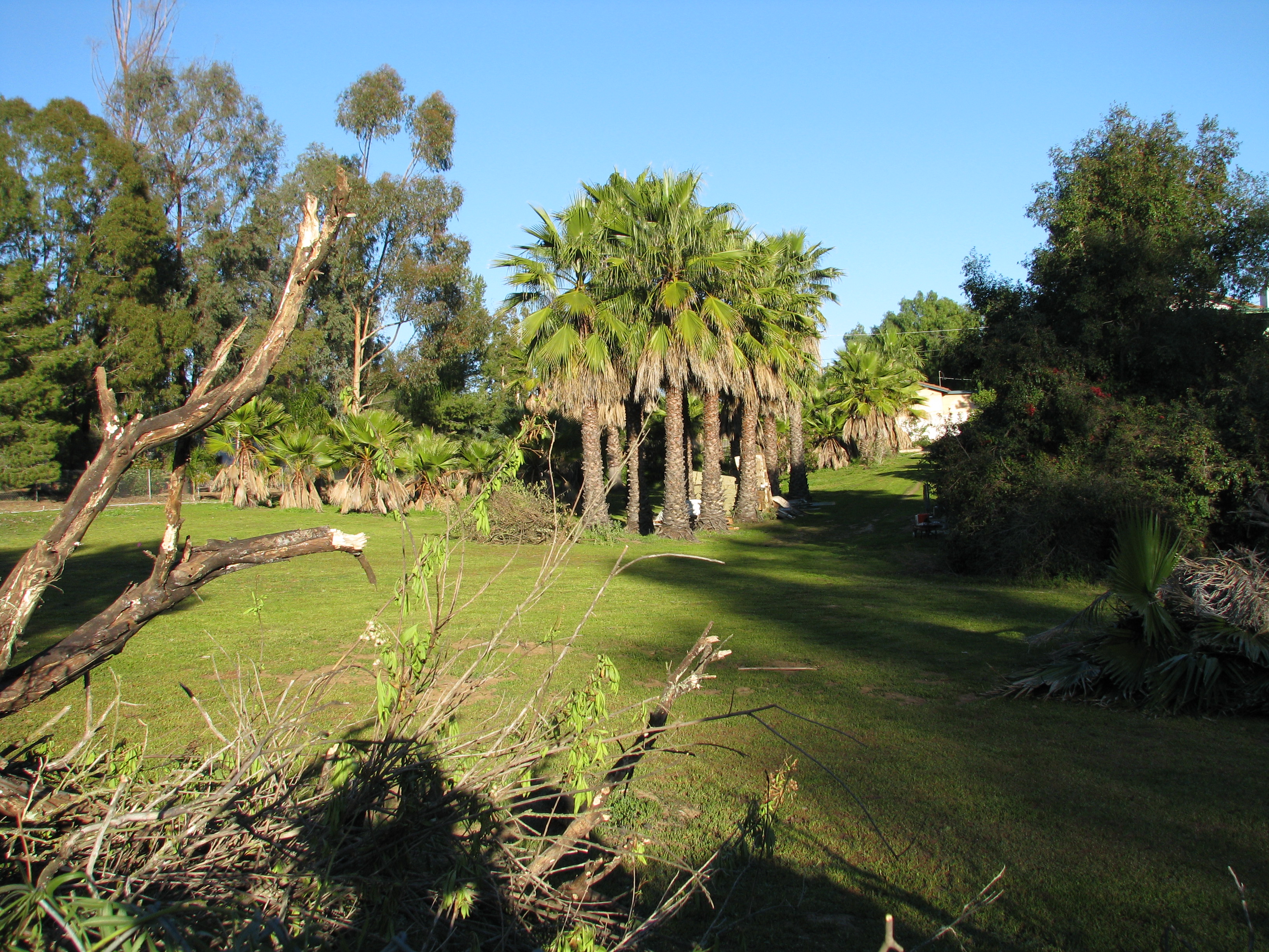 Lots of mowing and palm frond removal.