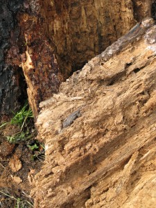 Besides interesting fungus, a sleepy lizard was hiding in the log.