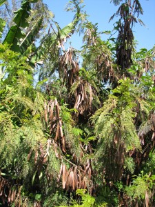 Can you see the swarm?