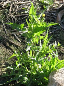 Sow thistle