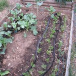 Collards and carrots, transplanted from another bed and doing well.