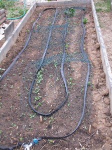 Spinach, carrots, edamame, sesame, red seeded asparagus beans, endive and tomatoes are finally coming up.