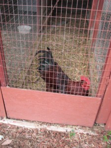 Emerson in Rooster Row