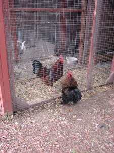 "If only this wire wasn't here I'd show YOU who is bigger!"