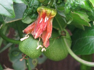 Looks like the fruit is wearing an Easter bonnet! Kind of.