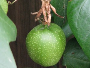 A developing passionfruit.