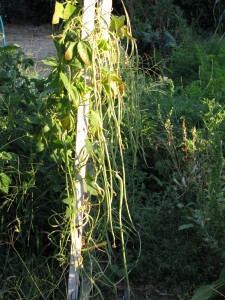 Long beans growing very long.