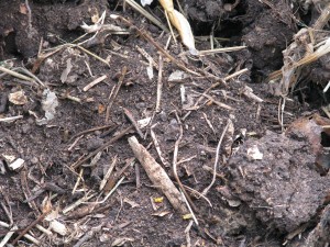 Good rich soil that needs screening