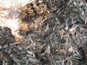 Hot steamy mulch.