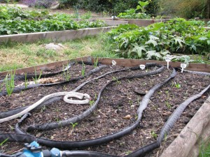 Garlic and seed sprouts guarded from birds by a rubber snake.