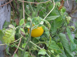 Yellow perfection tomatoes still ripening, as are the green zebra.