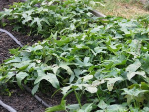 Sweet potatoes ready to harvest for Christmas dinner.