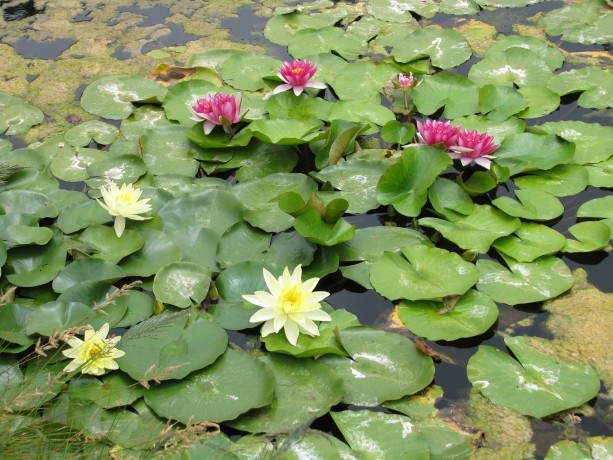 Plants clean the natural ponds.