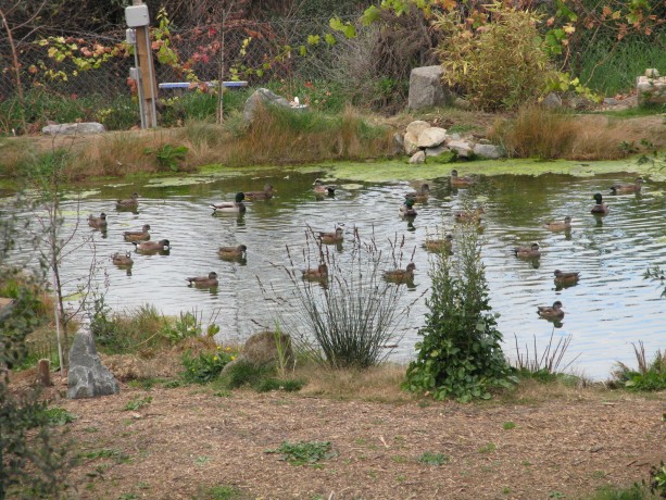The finished pond attracts migrant and resident birds, animals and insects.