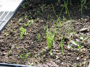 Little celery and parsnip sprouts and leggy leeks that need transplanting,