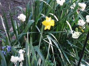 Daffodils, Earlicheer narcissus and a little blue squill.
