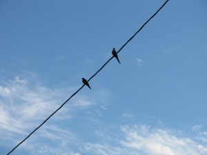 Mourning doves in a morning sky.