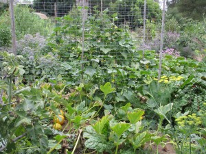 An edible food forest.