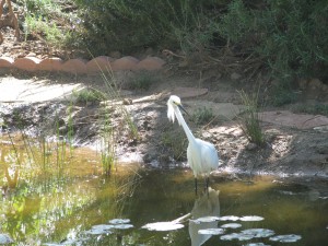 An egret hunts in the pond.