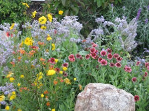 Wildflowers and herbs.