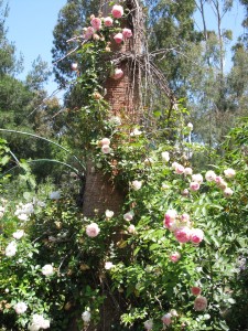 Heirloom roses