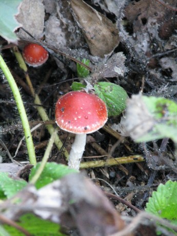 Cool mushrooms.