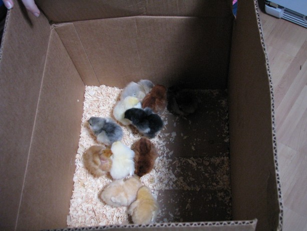 Box of chicks.  Eleven?  Did I really get eleven??