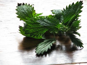 Stinging Nettle