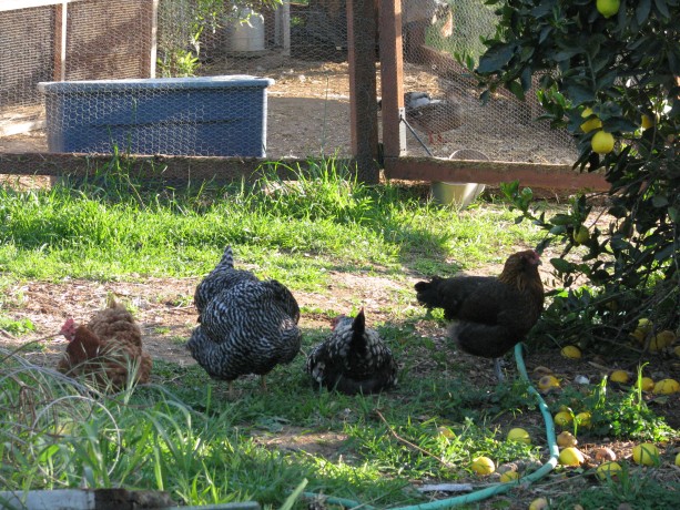 Hen line-up.   But what is in the coop behind them?