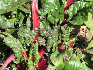 Ants farming aphids on chard.