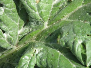 Aphids on chard.