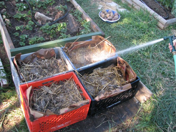 I filled the crates 2/3s full with compost mixed with chicken straw and watered well. You don't want heavy soil or the potatoes will rot.
