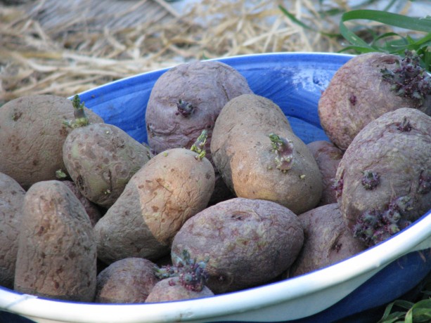 Organic chitted potatoes.