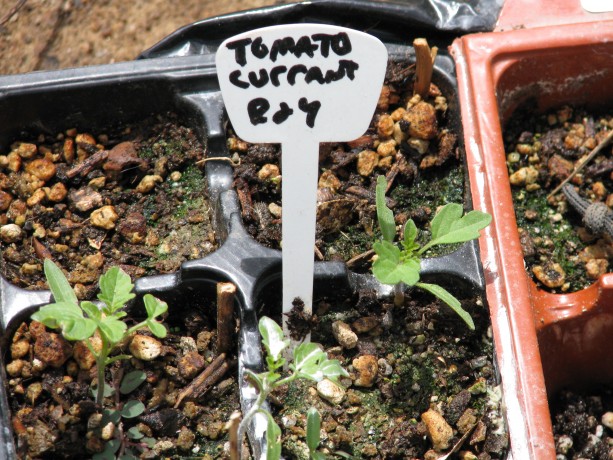 Current tomato seedlings