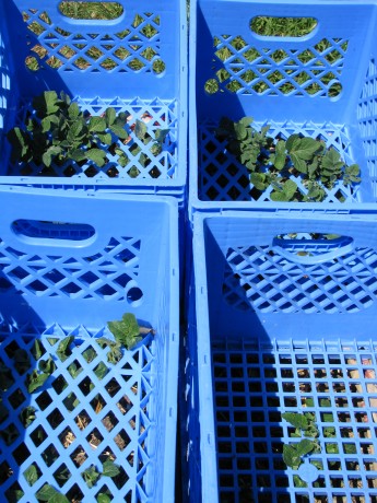Potato greens emerging through the second layer of crates.