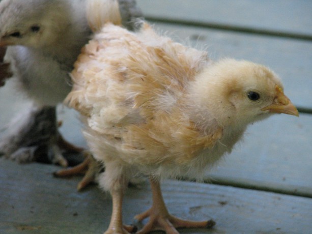 "I'm either Esther or Myrtle, the other buff orpington.  The cuter one, obviously."