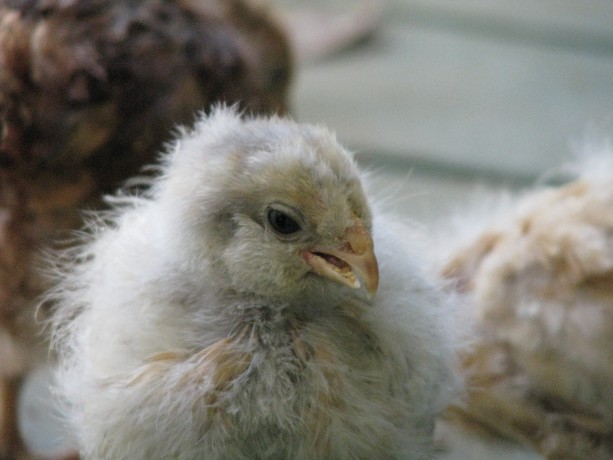 Belle's injured beak.