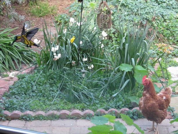 She sees us watching her as she roams Chicken Heaven.