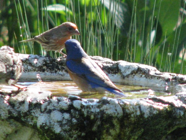 A male house finch and a male western bluebird just as mating season was kicking in.
