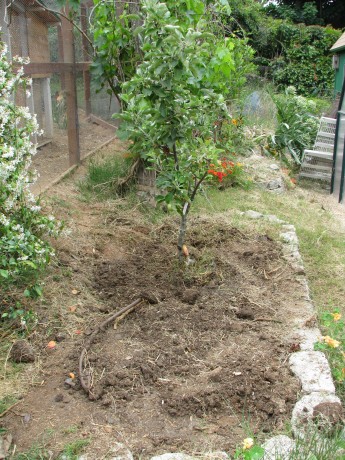 This apple was planted in clay in this planter.  Never create a planter around an existing tree; mulch around the trunk will kill it.