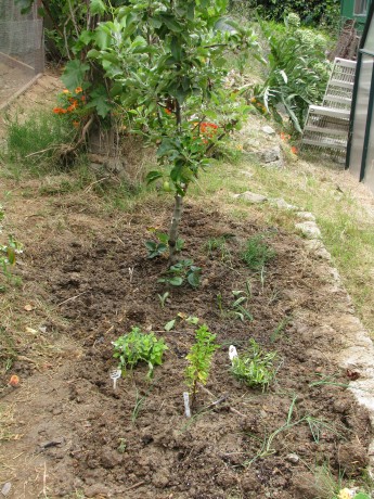 It doesn't look like much now, but there are eleven support plants/seeds to help the apple tree now. Friends!
