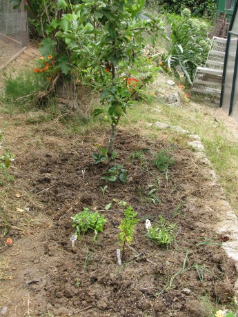 It doesn't look like much now, but there are eleven support plants/seeds to help the apple tree now.  Friends!