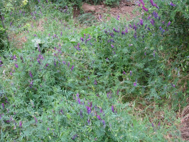 Hairy vetch clamboring all over the place