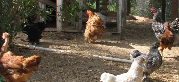 Madge shows her ranking to Myrtle as others look on in alarm.