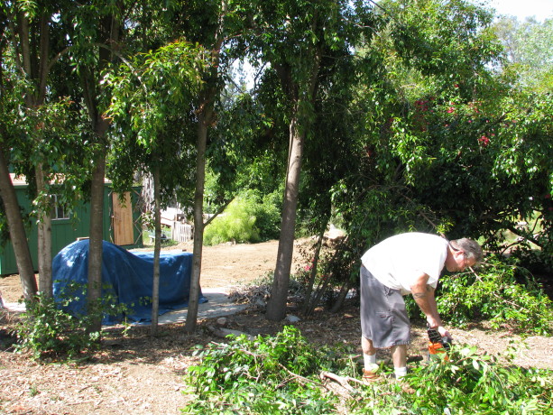 Steve cutting down some of the Eugenia.  Harry Mudd is covered with the blue tarp.
