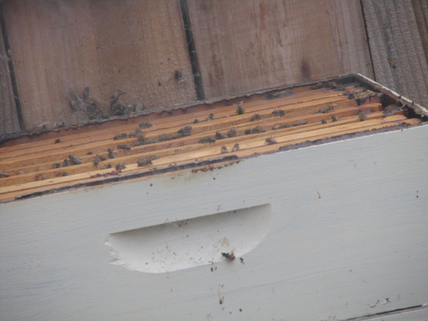 Bees complaining about having their home ripped apart... I can't blame them.