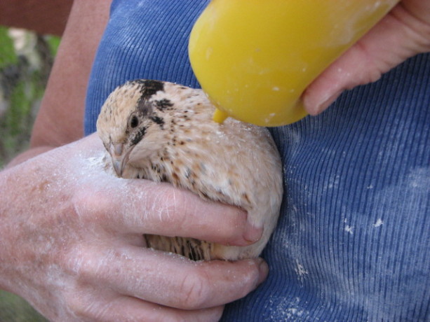 Miss Lemon, one of three coturnix hens, is treated with FGDE.